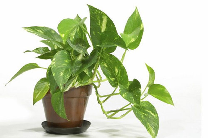 C&acirc;y cảnh nhỏ gi&uacute;p thanh lọc kh&ocirc;ng kh&iacute;