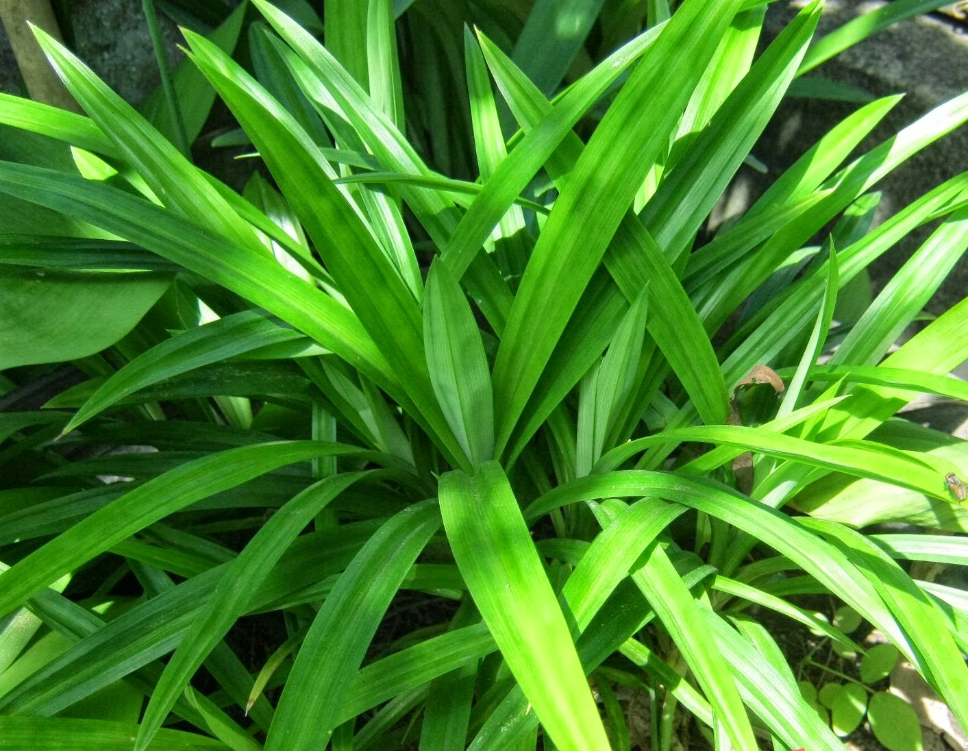 Khử m&ugrave;i bằng l&aacute; dứa hiệu quả tự nhi&ecirc;n