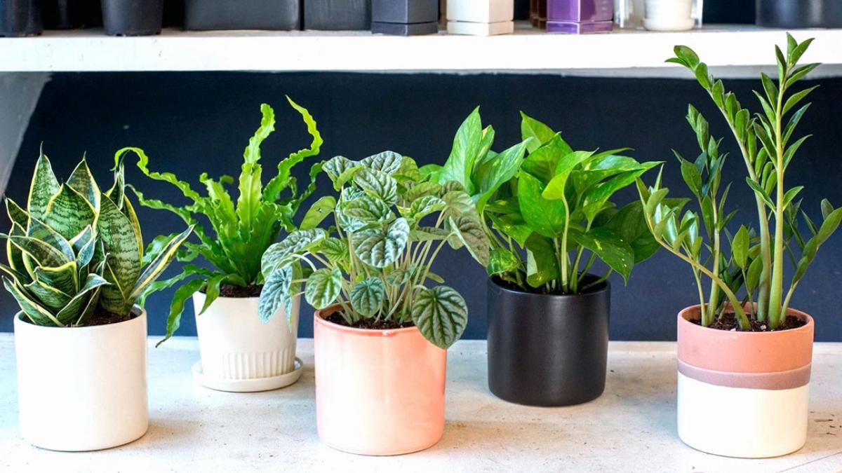 C&acirc;y ảnh nhỏ cung cấp O2 v&agrave; hấp thụ CO2 cho gian ph&ograve;ng