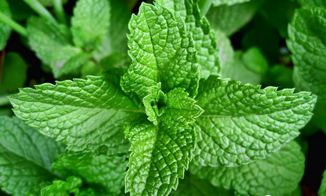 C&acirc;y bạc h&agrave; gi&uacute;p khử m&ugrave;i h&ocirc;i thối trong nh&agrave; vệ sinh