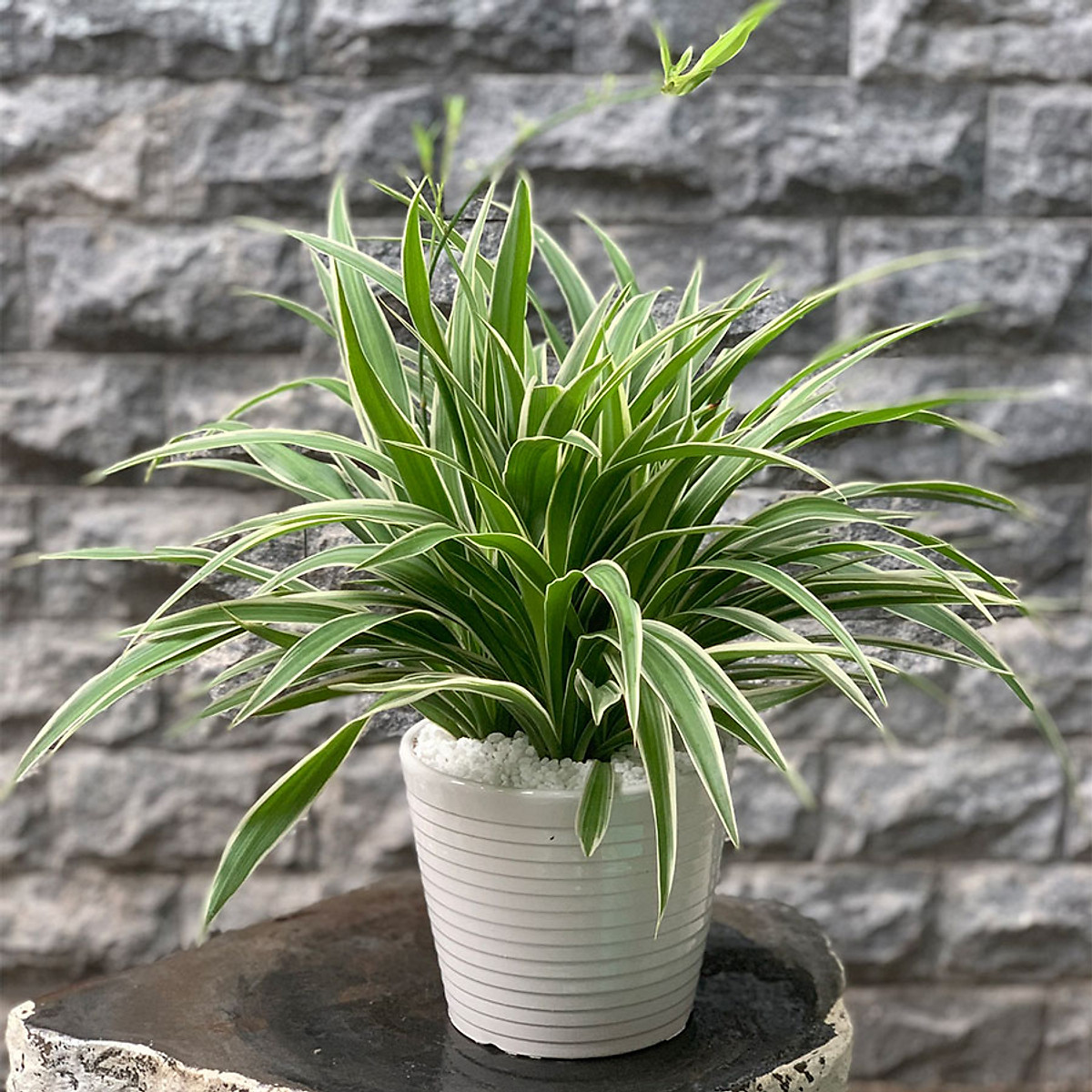 C&oacute; n&ecirc;n trồng c&acirc;y d&acirc;y nhện trong nh&agrave; vệ sinh?