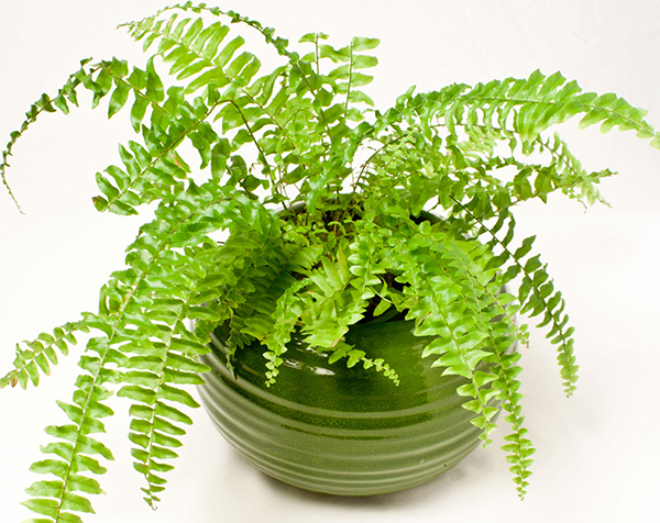 C&acirc;y dương xỉ gi&uacute;p loại bỏ kh&iacute; độc nguy hiểm