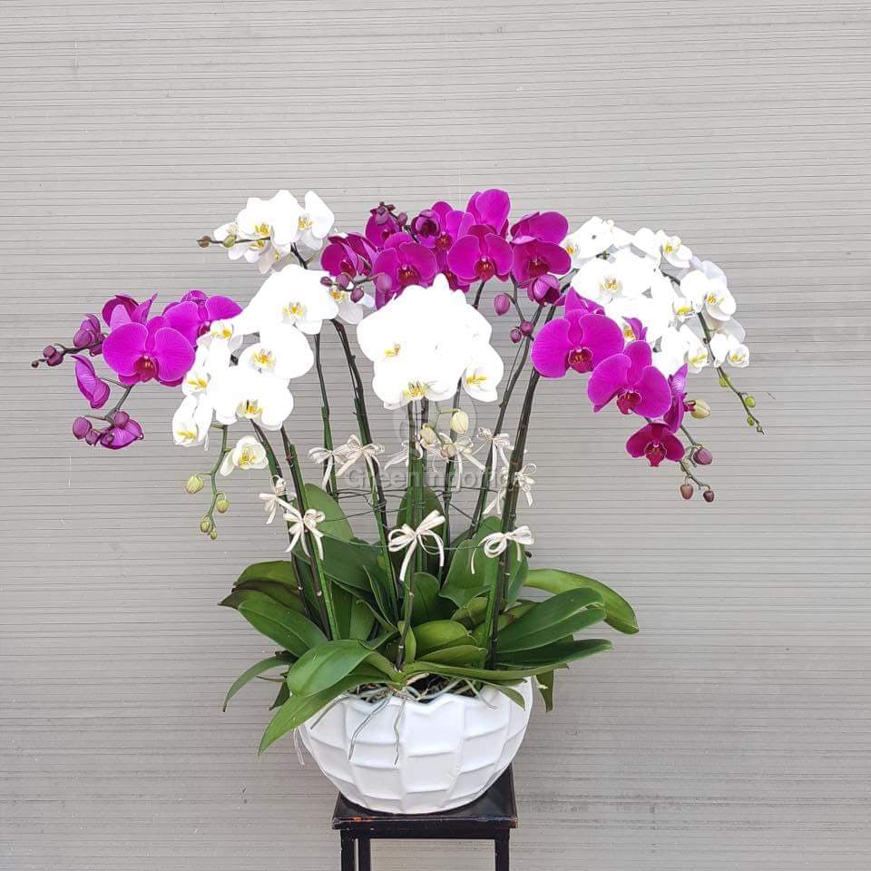 C&acirc;y Lan Hồ Điệp