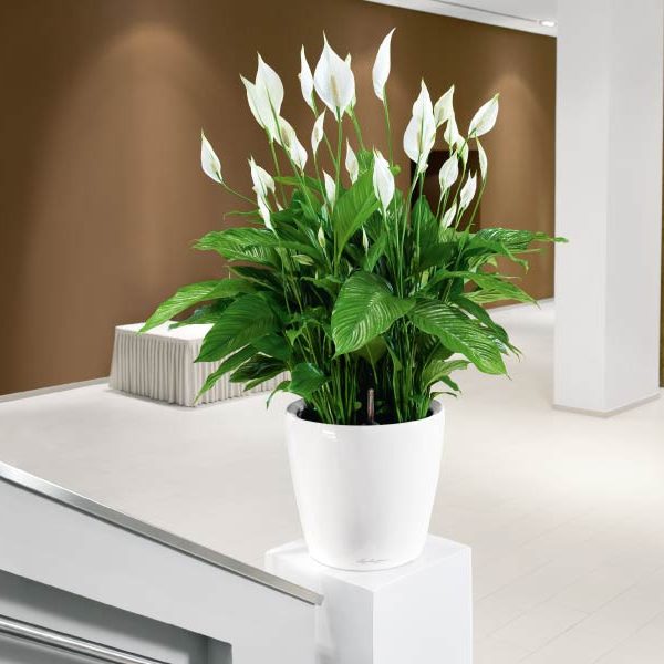 C&acirc;y Lan Như &Yacute;