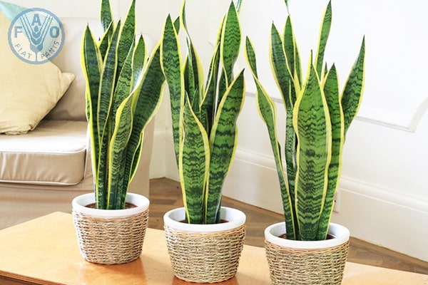 C&acirc;y lưỡi hổ gi&uacute;p khử m&ugrave;i h&ocirc;i