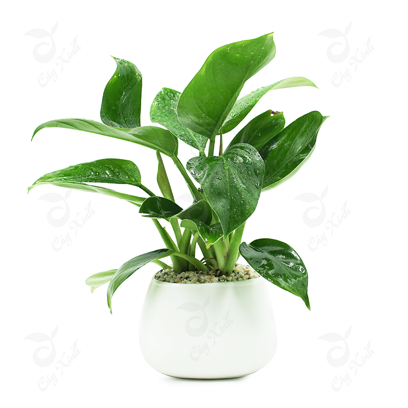 C&acirc;y trầu b&agrave; gi&uacute;p nh&agrave; vệ sinh lu&ocirc;n thơm tho