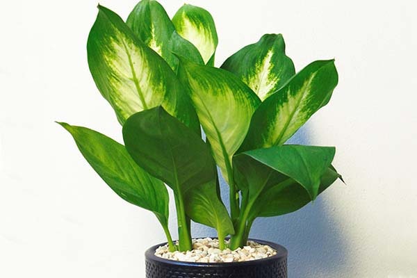 C&acirc;y vạn ni&ecirc;n thanh gi&uacute;p b&agrave;i trừ độc tố