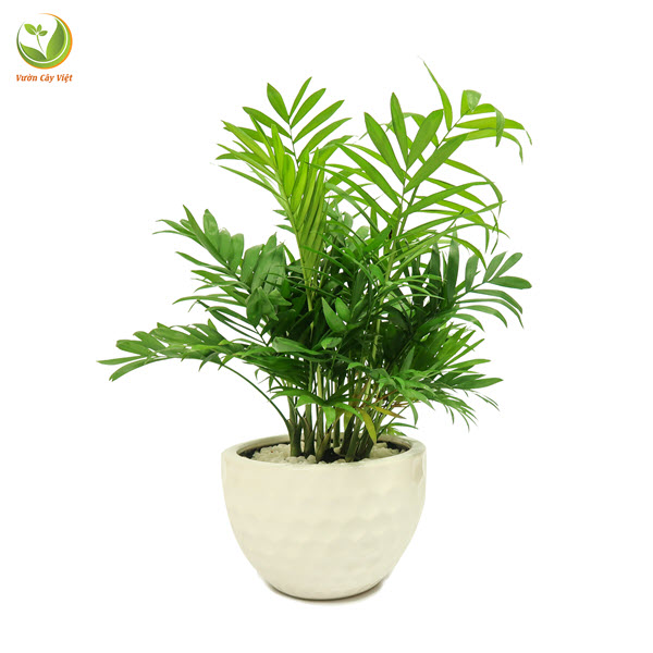 C&acirc;y Cau Tiểu Tr&acirc;m