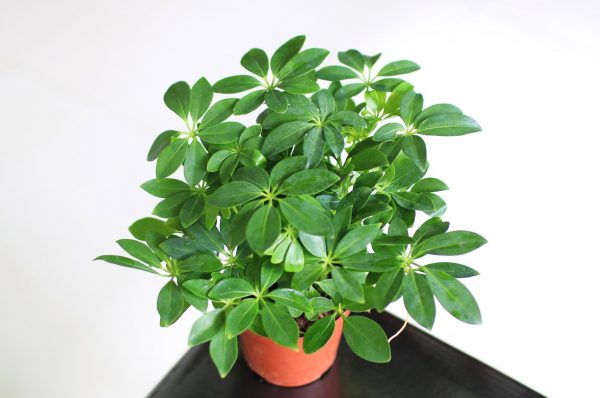 C&acirc;y Ngũ Gia B&igrave;